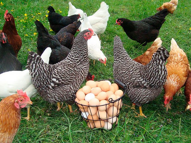 Содержание кур и уход за ними | ЗооТом - продажа, вязка и услуги для животных в Билибино