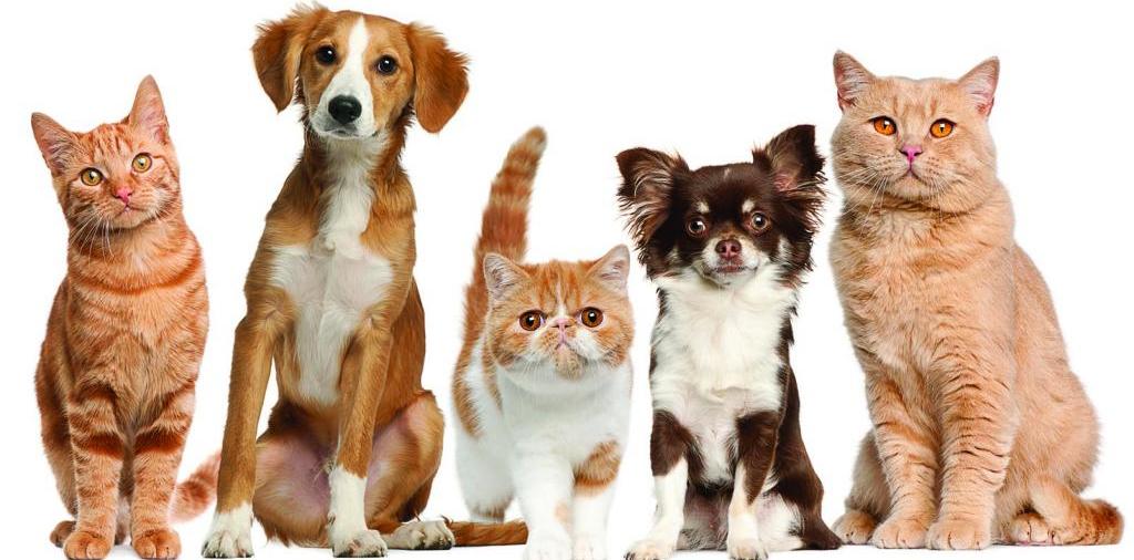 Доска объявлений о животных | ЗооТом - продажа, вязка и услуги для животных в Билибино