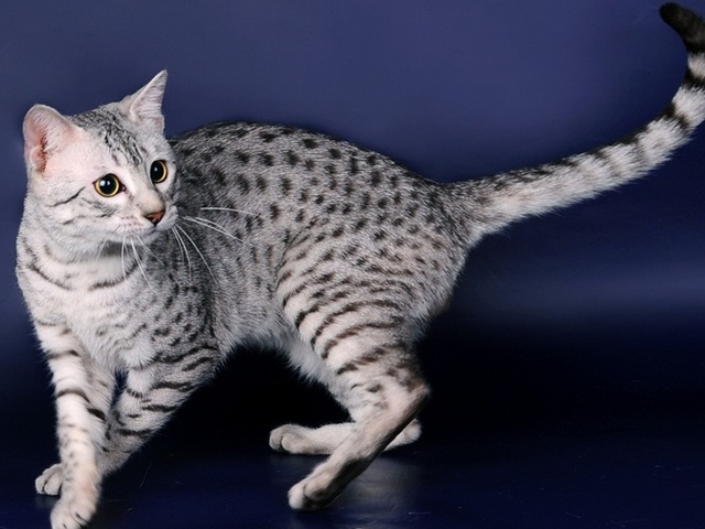 Породы кошек в Билибино | ЗооТом портал о животных
