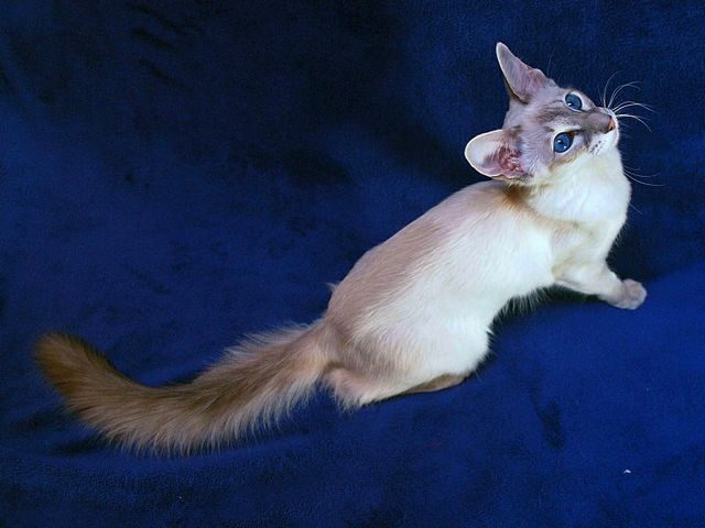Выведенные породы кошек в Билибино | ЗооТом портал о животных