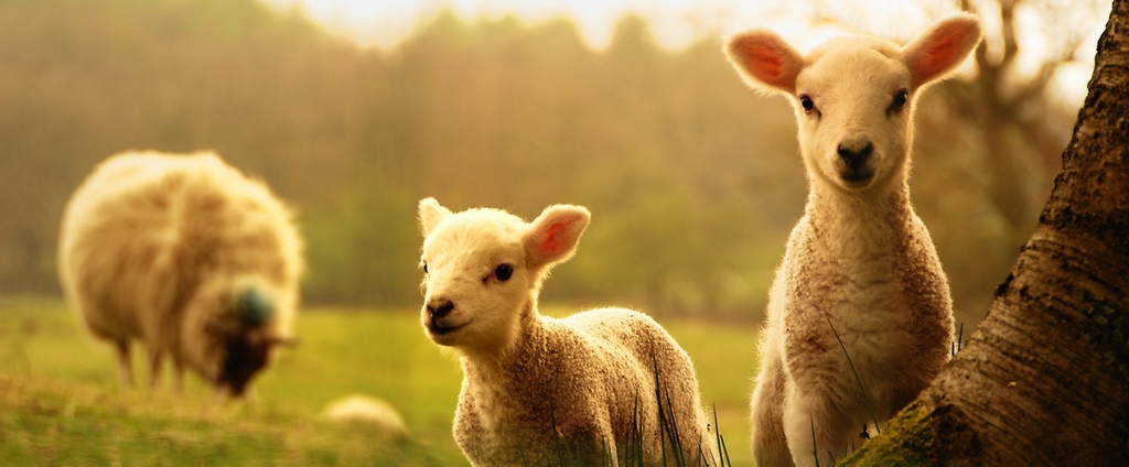 Объявления о сельскохозяйственных животных | ЗооТом - продажа, вязка и услуги для животных в Билибино