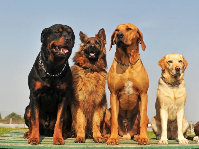 Крупные породы собак в Билибино | ЗооТом портал о животных
