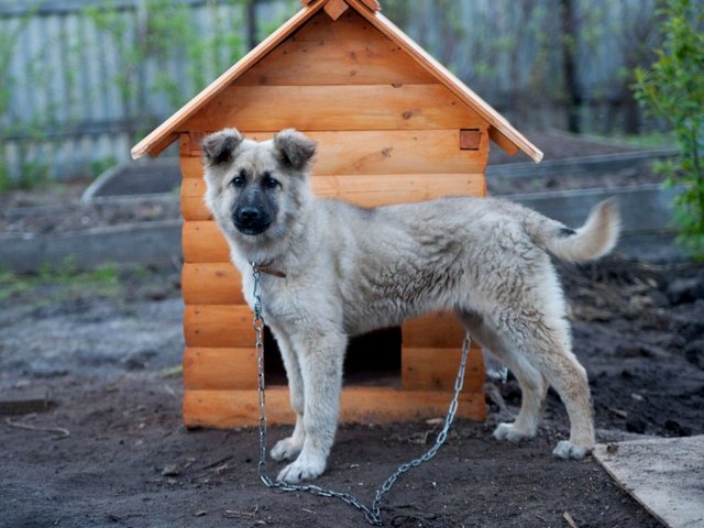 Все о собаках в Билибино Все о собаках в Билибино